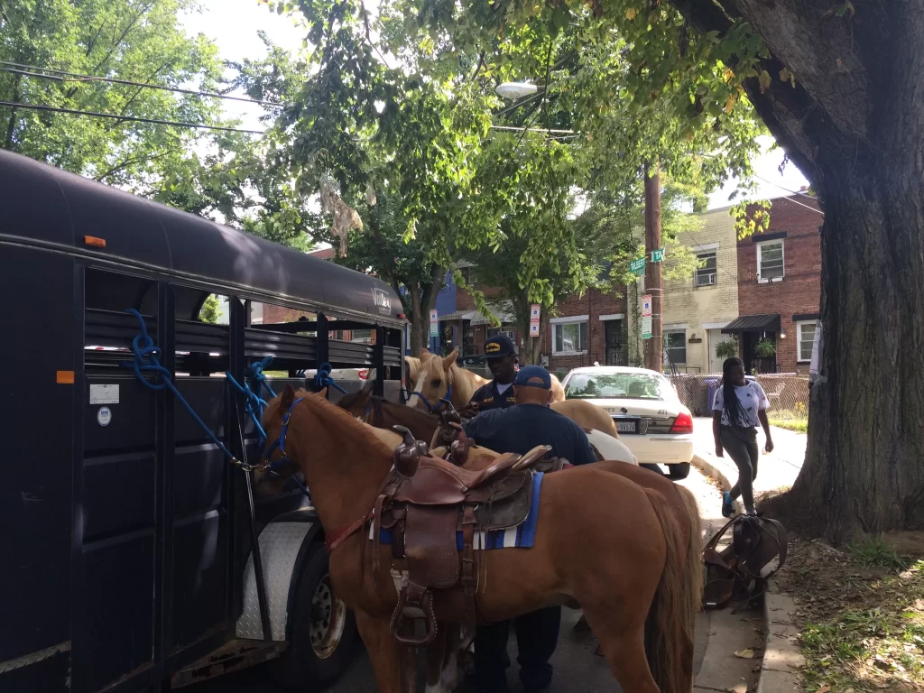Several horses are tied to a dark-colored horse trailer parked on a residential street lined with trees. Two men are adjusting the horses’ gear, while a woman walks by on the sidewalk. A police car and brick row houses are visible in the background under a partly sunny sky.